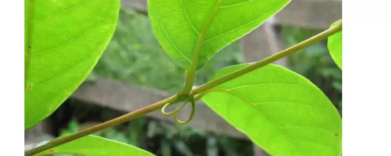 种植钩藤的效益和前景？种植钩藤需关注哪些经济发展要素？-会东网