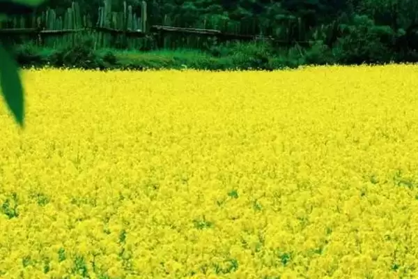 养殖油菜花的注意事项,一般在9-11月份左右种植插图1 养殖油菜花的注意事项,一般在9-11月份左右种植插图1