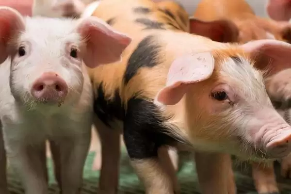 选择猪发烧快速退烧药的方法和重点?养猪要做好哪些用药选择细节?插图2 选择猪发烧快速退烧药的方法和重点?养猪要做好哪些用药选择细节?插图2