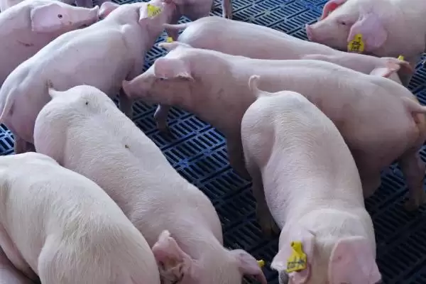 制定养猪防疫表的方法和重点?养猪要做好哪些防疫规划细节?插图1 制定养猪防疫表的方法和重点?养猪要做好哪些防疫规划细节?插图1