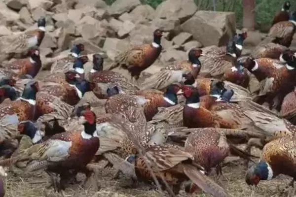 认识人工山鸡养殖优势的方法和重点?养鸡要做好哪些特种养殖优势挖掘?插图3 认识人工山鸡养殖优势的方法和重点?养鸡要做好哪些特种养殖优势挖掘?插图3