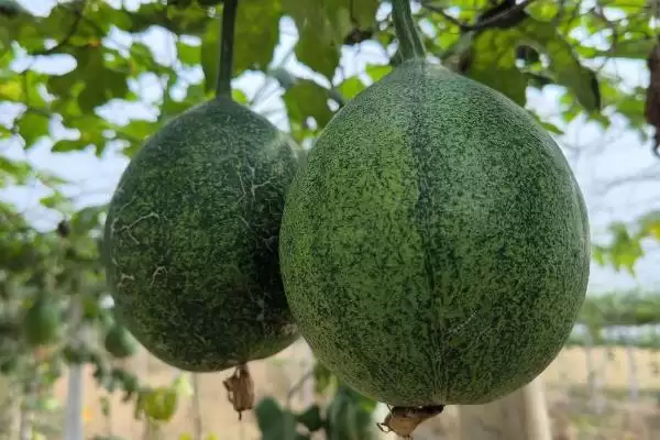 评估种植瓜蒌前景的方法和重点？分析瓜蒌前景要做好哪些细节？插图1