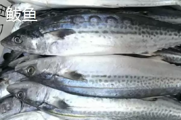 图片[3]-青花鱼和鲅鱼的区别辨析：科属、体长体重、体色、背鳍差异-会东网