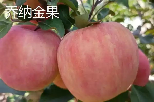 常见的苹果品种，红富士、金帅、红将军等品种较常见插图5