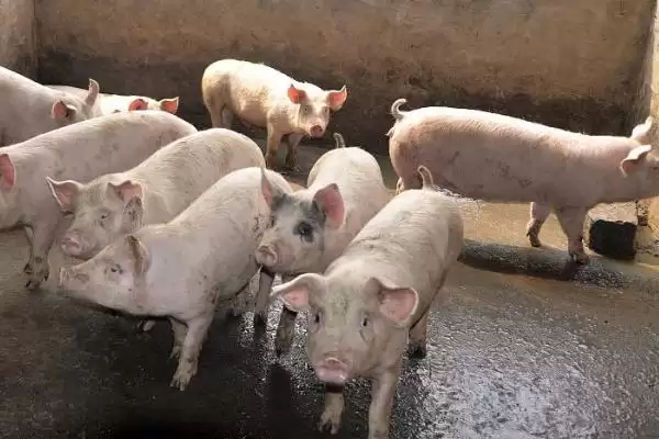 处理猪胀气问题的方法和重点？养猪要做好哪些肠胃健康管理细节？插图5