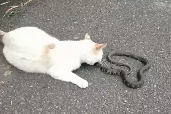 猫为什么会害怕黄瓜呢 ,猫对绿色物体敏感故而怕黄瓜插图3 猫为什么会害怕黄瓜呢 ,猫对绿色物体敏感故而怕黄瓜插图3