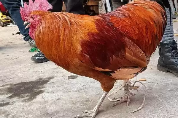 计算散养土鸡成本的方法和重点?养鸡要做好哪些成本核算?插图13 计算散养土鸡成本的方法和重点?养鸡要做好哪些成本核算?插图13