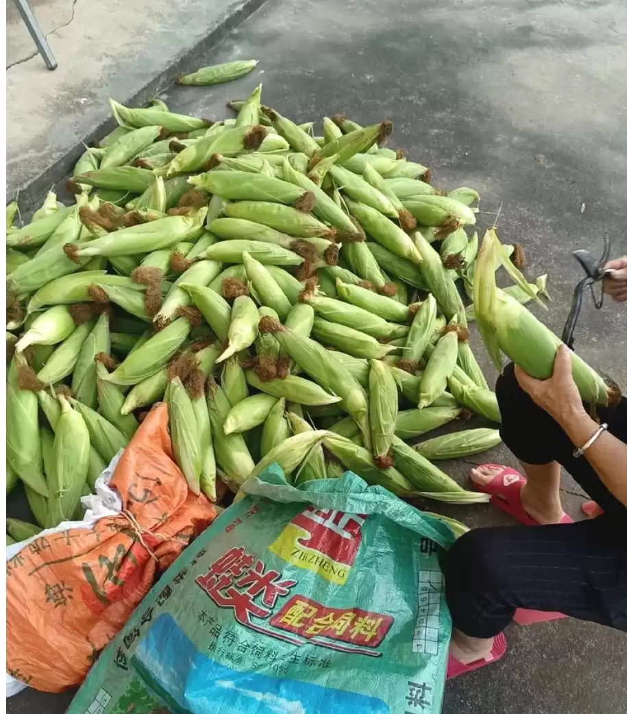 玉米种植全攻略:从选种到丰收的智慧插图2 玉米种植全攻略:从选种到丰收的智慧插图2