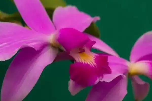 卡特兰的养殖方法 ,卡特兰春芽刚生时如何换盆呢?插图4 卡特兰的养殖方法 ,卡特兰春芽刚生时如何换盆呢?插图4