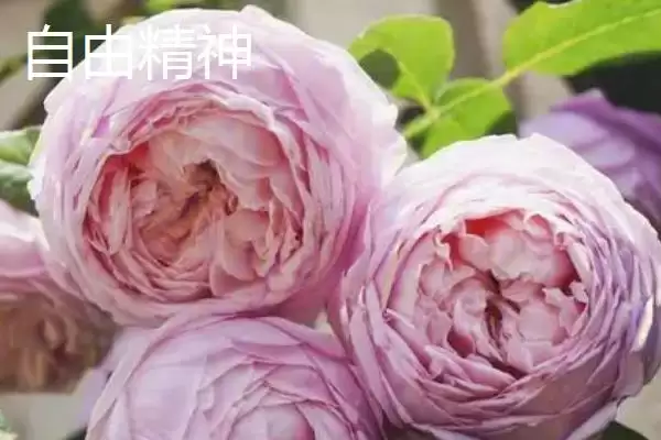 图片[5]-认识月季品种的方法和重点？认识月季品种要做好哪些细节？-会东网