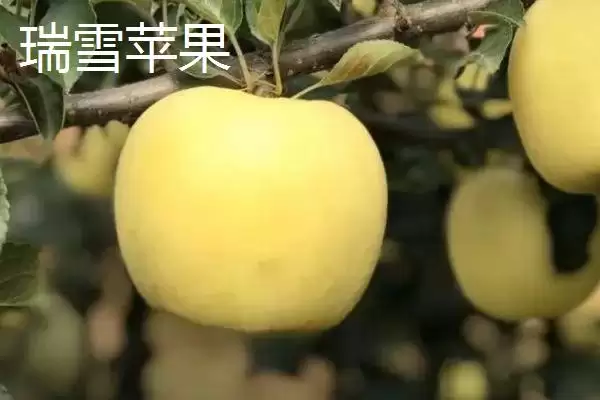 有哪些好吃的苹果新品种,包括福星、瑞雪、蜜脆等种类插图3 有哪些好吃的苹果新品种,包括福星、瑞雪、蜜脆等种类插图3