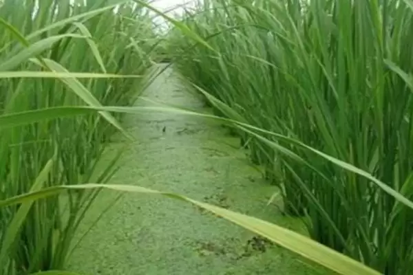 图片[4]-茭白高产的种植方法 ,怎样种植茭白才能实现高产-会东网
