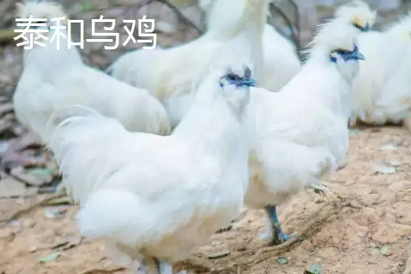 明确乌鸡产地范围的方法和重点?养鸡要做好哪些品种溯源?插图3 明确乌鸡产地范围的方法和重点?养鸡要做好哪些品种溯源?插图3