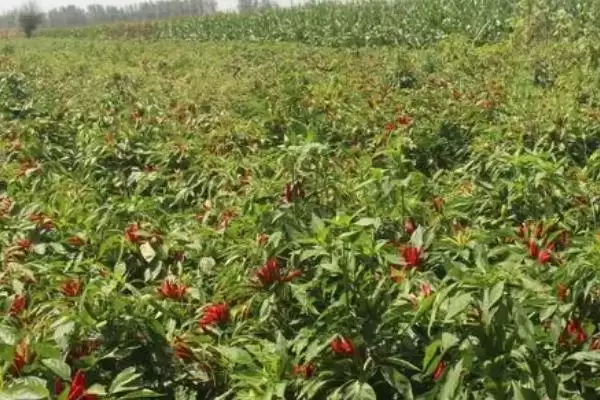 辣椒种子的浸泡方法 ,辣椒种子用多少度清水泡多久合适?插图5 辣椒种子的浸泡方法 ,辣椒种子用多少度清水泡多久合适?插图5