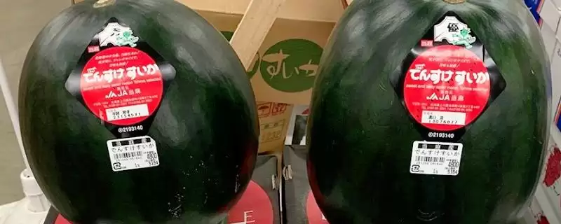 了解天价水果的方法和重点?认识天价水果要做好哪些细节?-会东网