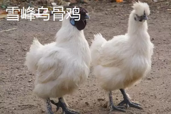 明确乌鸡产地范围的方法和重点?养鸡要做好哪些品种溯源?插图5 明确乌鸡产地范围的方法和重点?养鸡要做好哪些品种溯源?插图5