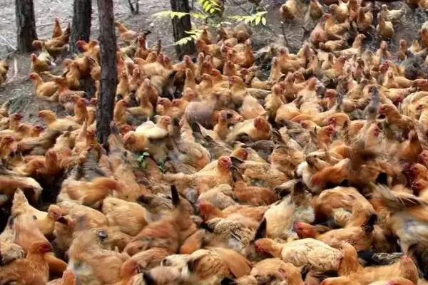 掌握散养鸡管理技术的方法和重点?养鸡要做好哪些散养管理?插图4 掌握散养鸡管理技术的方法和重点?养鸡要做好哪些散养管理?插图4