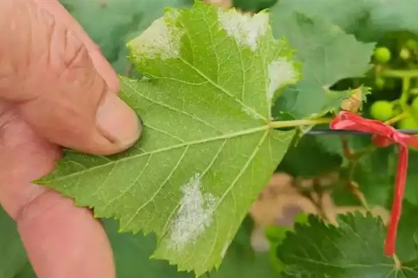 葡萄施硅肥的原因剖析：增强抗病力、提高品质的科学原理插图2