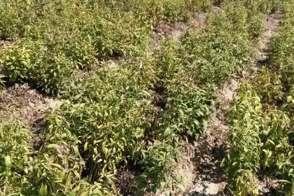 图片[4]-种植白术的风险和应对？种植白术需关注哪些潜在问题？-会东网