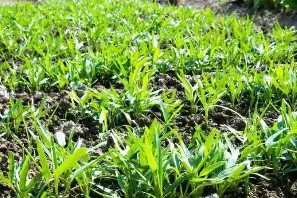 空心菜播种后的浇水方法 ,空心菜天气干燥时浇水频率如何?插图1 空心菜播种后的浇水方法 ,空心菜天气干燥时浇水频率如何?插图1