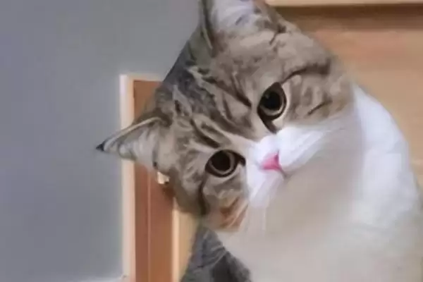 猫咪黑下巴怎么进行治疗 ,猫咪黑下巴可用盐水毛巾擦黑点插图3 猫咪黑下巴怎么进行治疗 ,猫咪黑下巴可用盐水毛巾擦黑点插图3