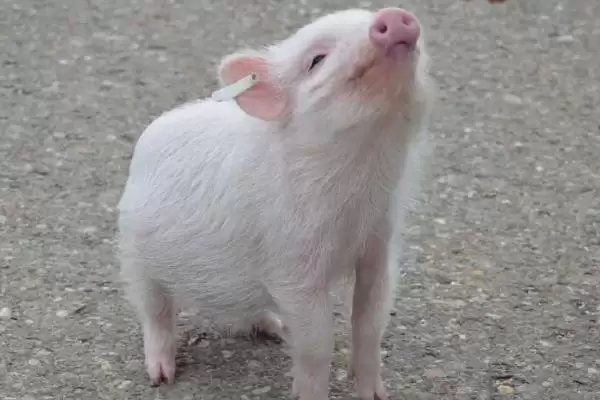 计算猪毛重和净重的方法和重点？养猪要做好哪些重量计量细节？插图8