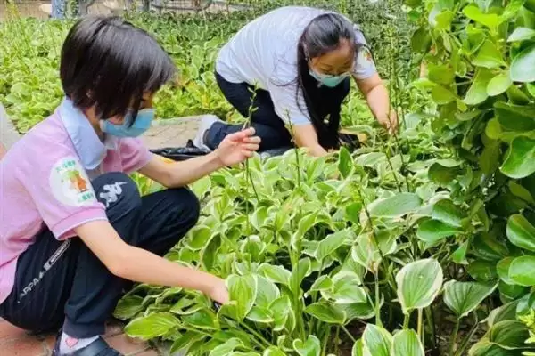 图片[5]-掌握玉簪花浇水方法的方法和重点？掌握玉簪花浇水方法要做好哪些细节？-会东网