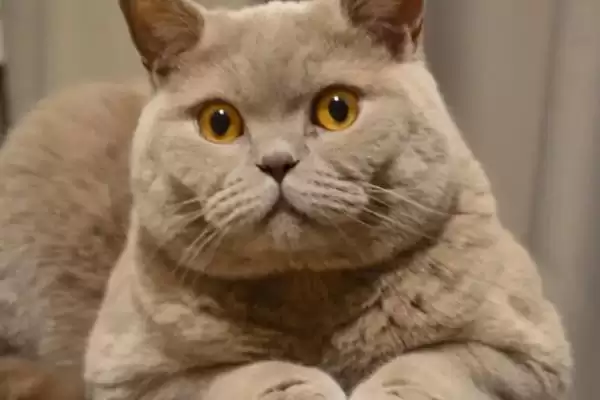 图片[3]-猫咪发腮好还是不好 ,猫咪发腮仅影响体型和外表-会东网
