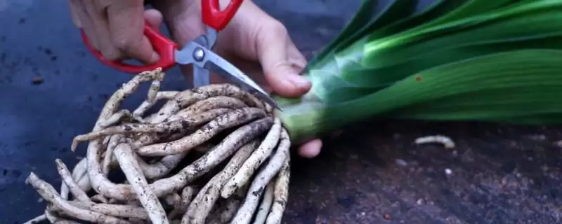 君子兰老空根的原因 ,哪些因素会导致君子兰老空根呢？-会东网