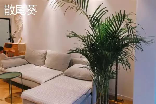 哪些耐阴的大型绿植适合放在客厅,苹果竹芋、琴叶榕、散尾葵等品种可供选择插图4 哪些耐阴的大型绿植适合放在客厅,苹果竹芋、琴叶榕、散尾葵等品种可供选择插图4