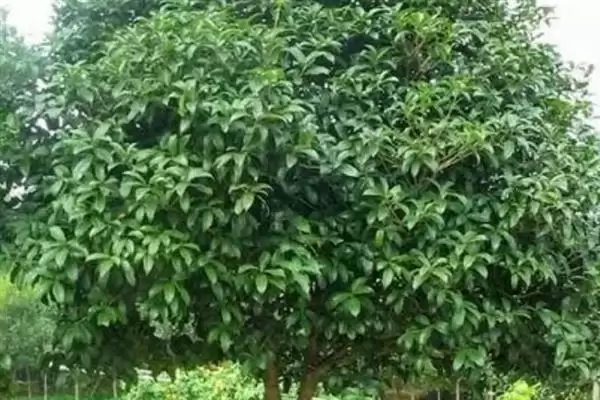 图片[5]-四季桂树苗的价格？了解四季桂树苗价格要分析哪些市场供需和植株规格因素？-会东网