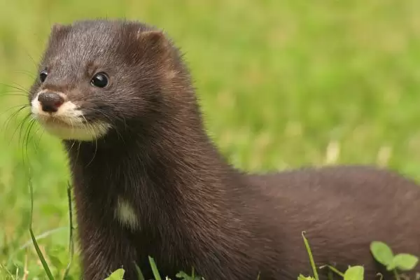 松鼠的天敌,紫貂和鼬类常以其为食插图2 松鼠的天敌,紫貂和鼬类常以其为食插图2