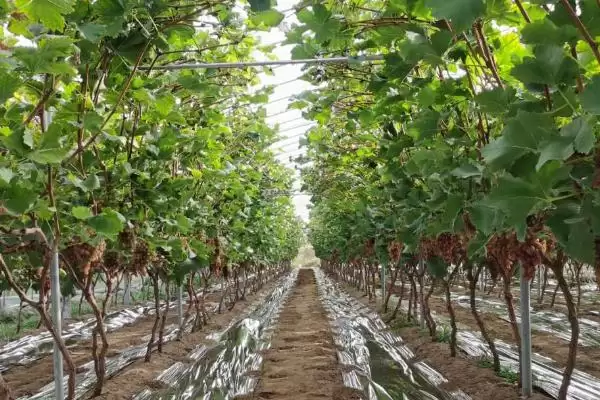 葡萄避雨栽培的利弊分析:减少病害与枝蔓徒长的两面性插图2 葡萄避雨栽培的利弊分析:减少病害与枝蔓徒长的两面性插图2
