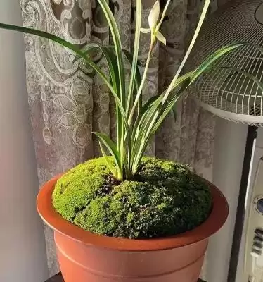 图片[2]-兰花的种植方法 ,兰花种植前消毒杀菌有何重要性？-会东网