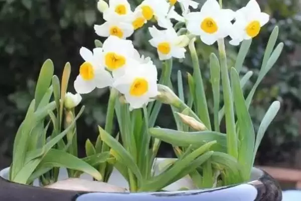 水仙花怎么养？养殖水仙花要掌握哪些关键的养护方法和管理要点？插图4