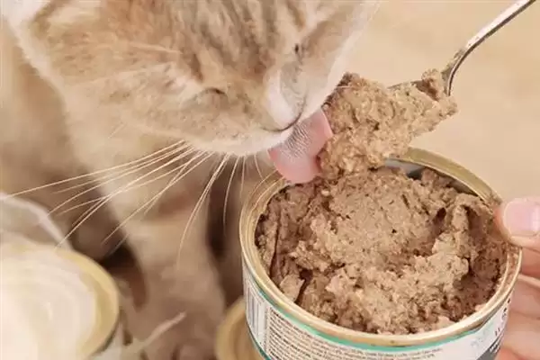 猫咪吃干粮和湿粮各有什么优缺点 ,干粮价低易胖湿粮补水期短插图8