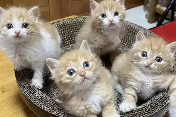 猫流清水鼻涕的原因是什么 ,猫流清涕和气味感冒有关吗插图3