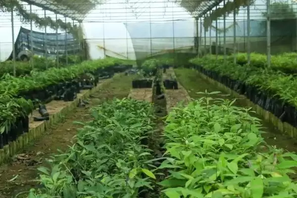 图片[4]-牛油果怎么种，从颗粒饱满、生长成熟的果实中取出种子-会东网