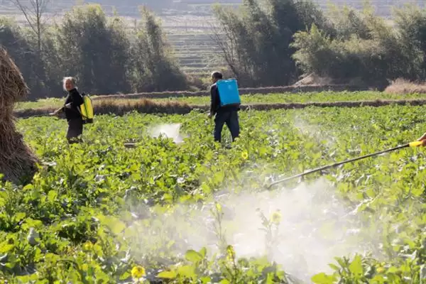 油菜田里面的蚜虫怎么防治,播种前可用灭蚜松等药物拌种插图6 油菜田里面的蚜虫怎么防治,播种前可用灭蚜松等药物拌种插图6
