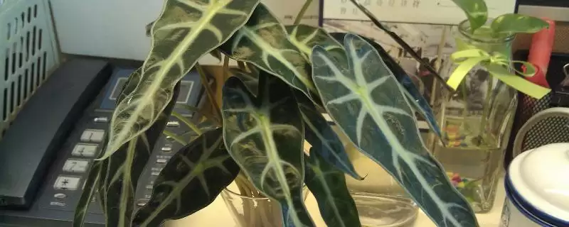 天南星科观音莲怎么繁殖？繁殖天南星科观音莲要掌握哪些科学的繁殖方法？-会东网