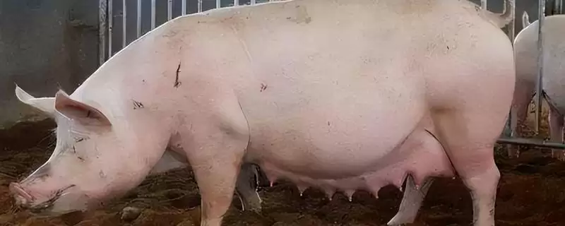 母猪发情多久后可以进行配种呢,母猪发情后 3-4 天配种比较合适-会东网