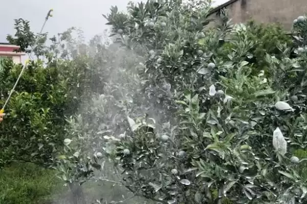 图片[6]-柑橘天牛的危害，主要有产卵为害、取食为害和蛀食为害等-会东网