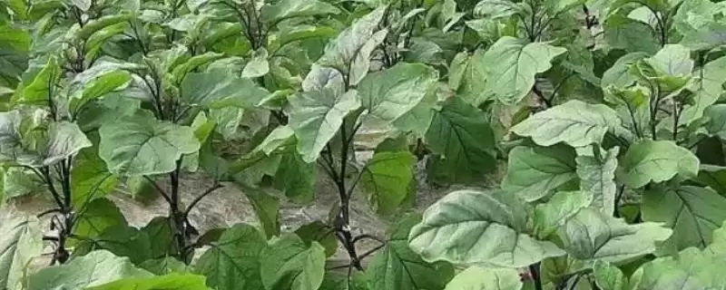 茄子喜阳特性揭秘:喜阳植物的生长习性-会东网