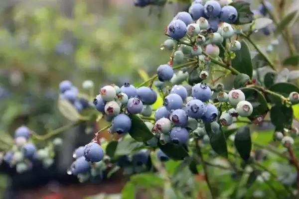 蓝莓的亩产量 ,蓝莓每亩的产量一般是多少斤?插图3 蓝莓的亩产量 ,蓝莓每亩的产量一般是多少斤?插图3