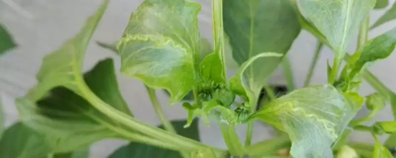 辣椒新叶起皱的原因 ,缺水和缺微量元素如何致新叶皱?-会东网