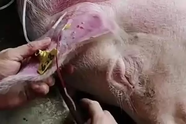 给猪注射的正确方法和重点？养猪要做好哪些注射细节？插图2