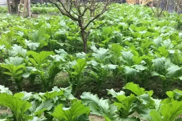 芥菜对光照的喜好 ,芥菜属于喜阴还是喜阳的作物插图2 芥菜对光照的喜好 ,芥菜属于喜阴还是喜阳的作物插图2