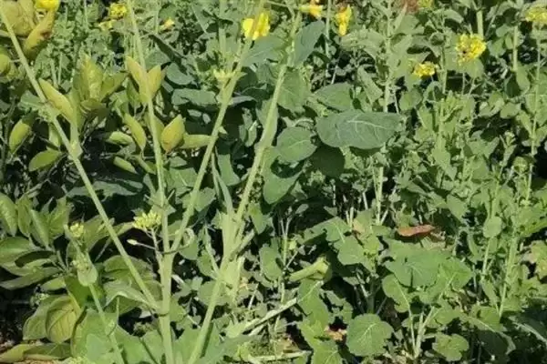 培育油菜壮苗的要素，播种后要时常浇水保湿插图7