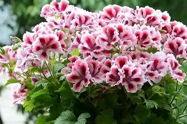 图片[2]-天竺葵在什么季节移栽？确定天竺葵移栽季节要考虑哪些生长周期和环境因素？-会东网