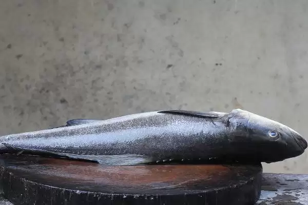 军曹鱼的简介 ,军曹鱼是一种怎样的鱼类统称呢？插图1